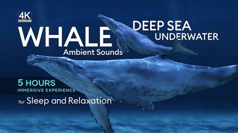 whale noises youtube|whale sounds for sleeping youtube.